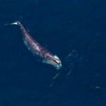 A review of 20 years of data tracking the critically endangered North Atlantic right whale shows the population has shifted its feeding and migration patterns significantly as sea temperatures in the Gulf of Maine have warmed due to climate change.