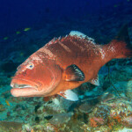 Gulf of Mexico reef fish fishermen are expecting to face off in court against the National Marine Fisheries Service later this summer.