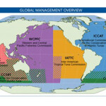 A map of the current regional fisheries management organizations that govern the catching of tuna globally.