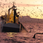 The formation of pre-competitive collaborations to engage RFMOs present unique opportunity for the market and other industry members to be heard on the importance of protecting the health of the oceans, according to Sea Pact Executive Director Sam Gri