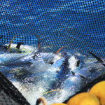 Tuna being caught in a fishing net.