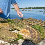 An oyster farmer in Massachusetts surveys a harvest.
