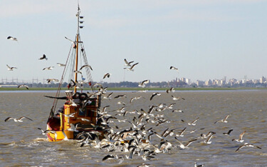 A fishing boat targeting Argentine red shrimp off the coast of Argentina.