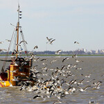 An Argentinian shrimp boat returns to harbor.