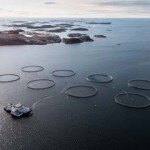 Norcod's established cod-farming net pens.