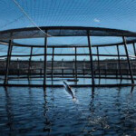 Cooke Aquaculture and owner Glenn Cooke have purchased another stake in Tasmania, Australia-based aquaculture firm Tassal, bringing its investment into the company up to 10.49 percent.