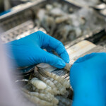 A worker processing shrimp in Vietnam.