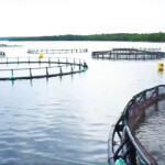 Halifax, Nova Scotia, Canada-based Ocean Trout Canada has initiated its commercialization phase, with more than 1,000 metric tons (MT) of steelhead trout to be harvested and sold over the next 18 months.