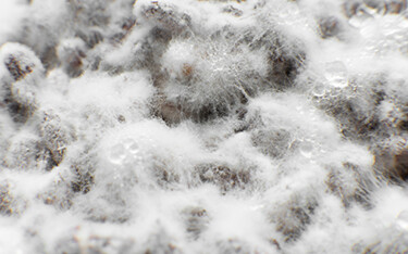 A colony of mycelium.