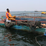 WorldFish and the Norwegian Agency for Development Cooperation (Norad) have signed an agreement to develop low-cost and highly nutritious aquaculture feeds based on novel ingredients that will be used and tested by thousands of smallholder fish farms in Kenya, Nigeria, and Zambia.