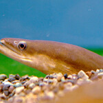 A Japanese eel poking its head out of underwater sediment