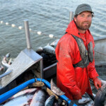 The sockeye salmon run in Bristol Bay, Alaska, U.S.A. has surpassed 76 million, setting an all-time record.