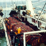 A vessel pulls in a large net filled with Southern Pacific jack mackerel.