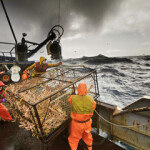 Bering Sea crab fishermen haul in their catch