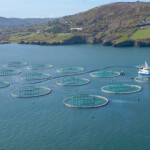 A group of salmon net pens in Ireland