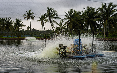 An aerator operating in a shrimp farm in India