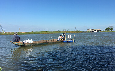 Vietnamese workers install water monitoring equipment in a pangasius pond.