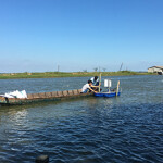 Vietnamese workers install water monitoring equipment in a pangasius pond.