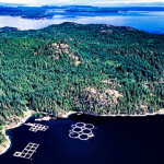 An aerial view of some salmon net pens in British Columbia, Canada