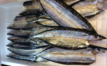 The Japan Fisheries Agency is forecasting a poor catch for the August-December 2022 Pacific saury season in east Hokkaido and NE Honshu Island – though it is expected to exceed that of 2021.