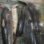 A spate of recent criminal indictments highlights how U.S. companies, taking advantage of a patchwork of laws, are supplying a market for shark fins.