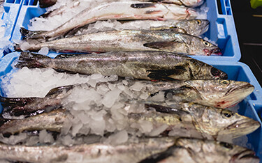 Pacific whiting, or hake, on ice