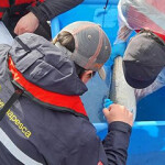 Sernapesca inspectors examine a farmed salmon inside a tub of water.