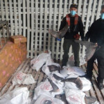 Shark fins seized by a joint task force operating in the North Pacific Ocean in 2021