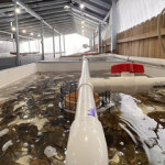 Blue Star Foods RAS soft-shell crab farm in South Carolina, U.S.A.