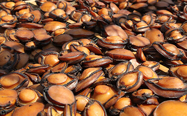 A pile of dried abalone harvested in Oman.