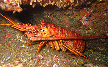 a lobster from Baja, Mexico