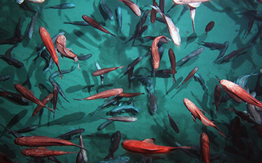 Orange Roughy swimming