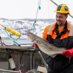 A Leroy Seafood employee holding a cod.