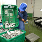 A worker moving fish