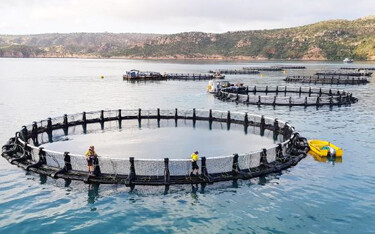 A Barramundi Group farm.