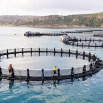 A Barramundi Group farm.