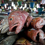 A pile of fish in a fish market.