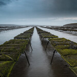 A seaweed farm in Alaska.