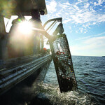 A Maine lobsterman pulls in a lobster trap from the water onto a boat.