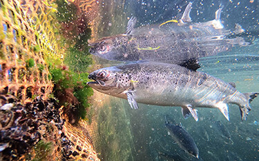 An Atlantic salmon farm.