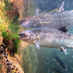 An Atlantic salmon farm.