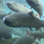 A school of chinook salmon swimming.