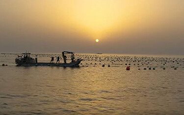 Dibba Bay Oysters' farm in the U.A.E.