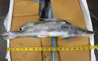A photo of catfish illegally imported into the U.S.