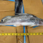 A photo of catfish illegally imported into the U.S.