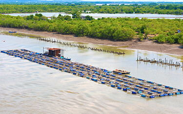 A fish hatchery in Vietnam.