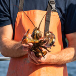 A Maine lobsterman with his catch.
