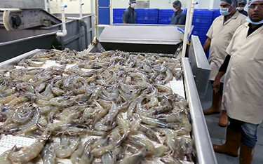 A WestCoast Group shrimp-procesing facility in India.