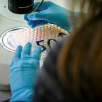 A researcher at the Norwegian Institute of Marine Research in Bergen, Norway.