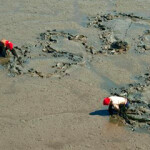 The Yalu River clam fishery.